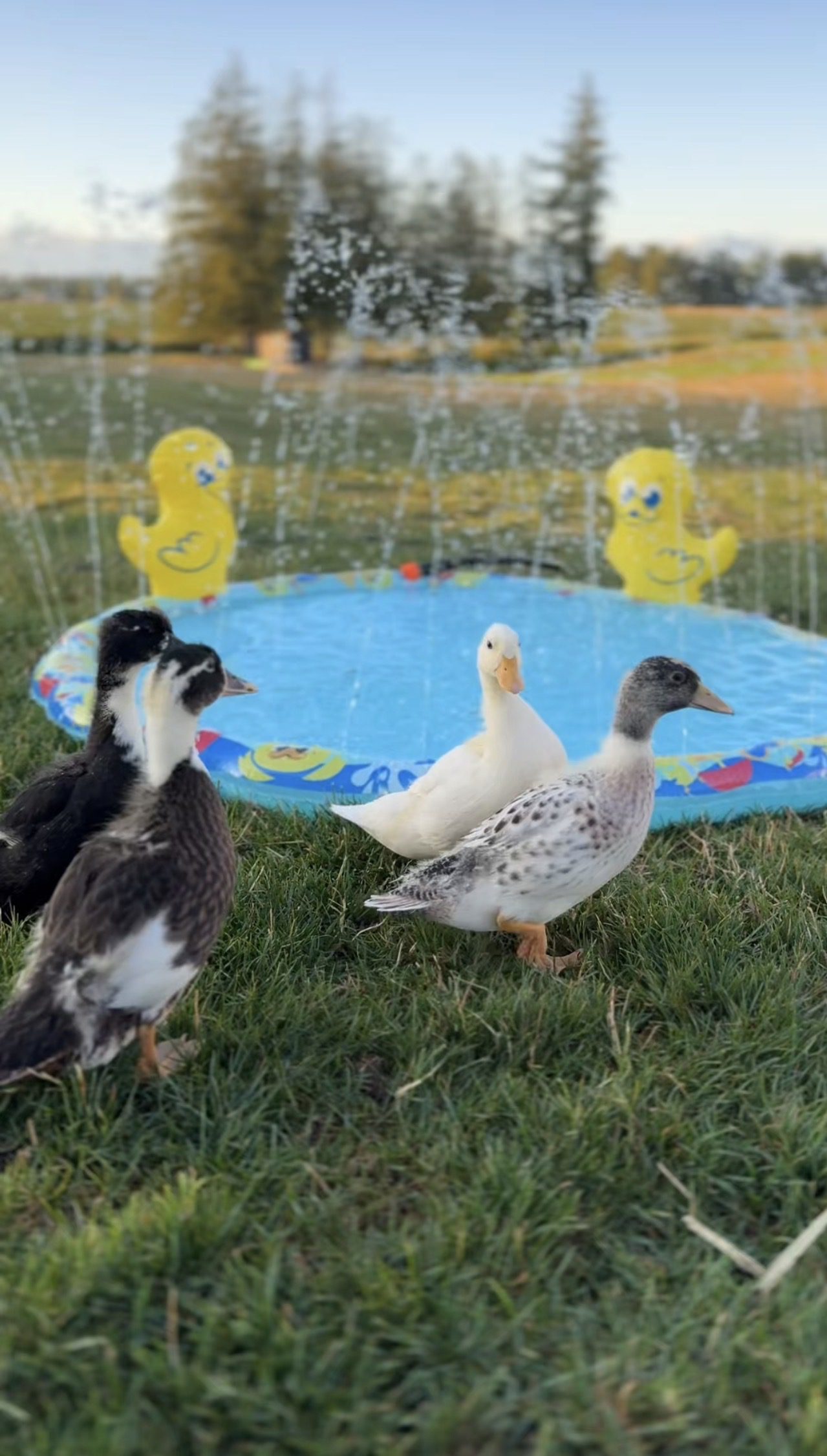 Call Ducks