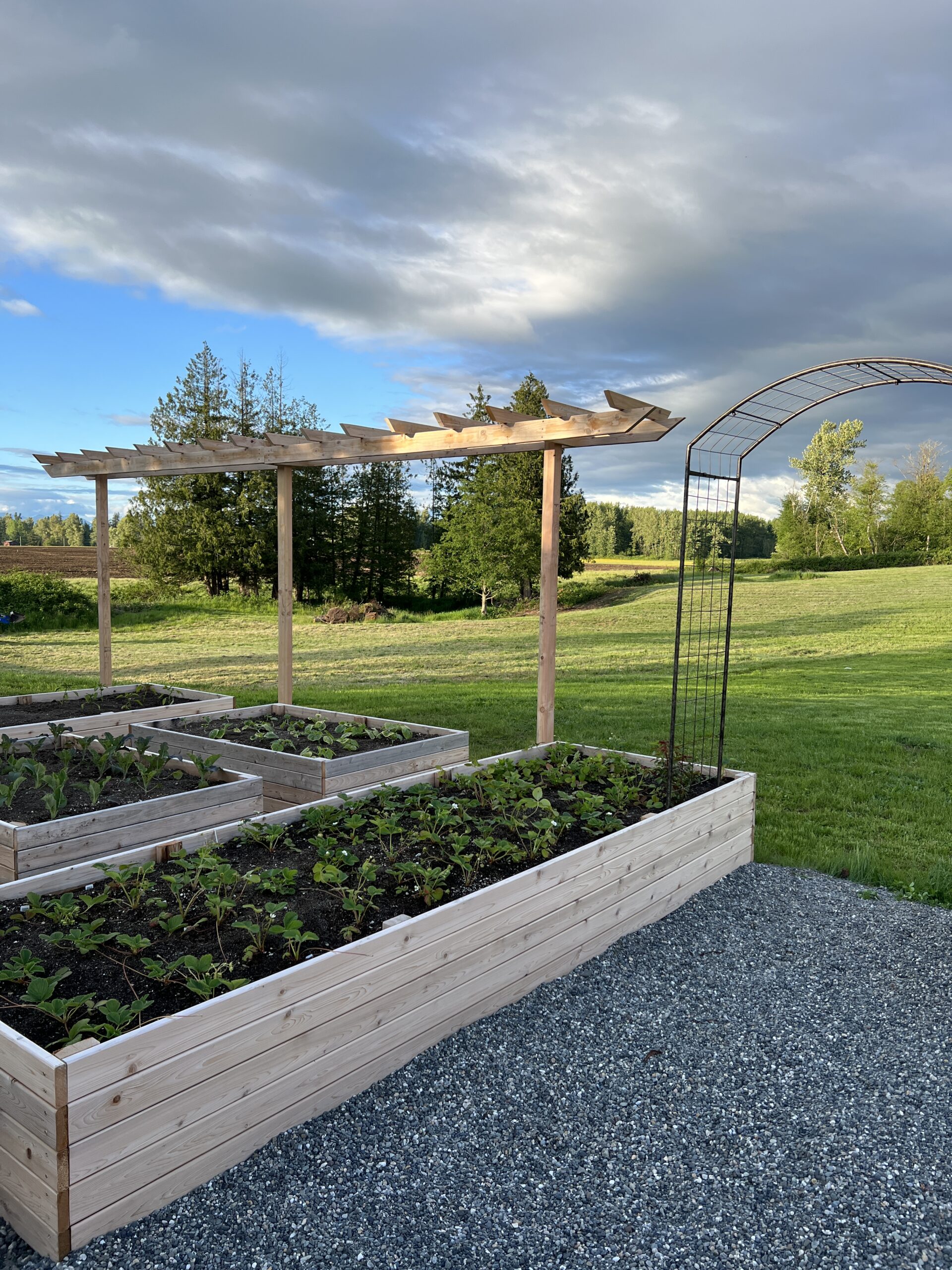 DIY Grape Arbor Trellis